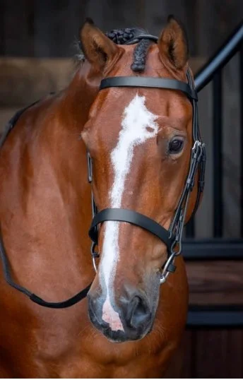 Shires Velociti Rapida Hunter Cavesson Bridle