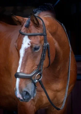 Shires Velociti Rapida Ergonomic Flash Bridle
