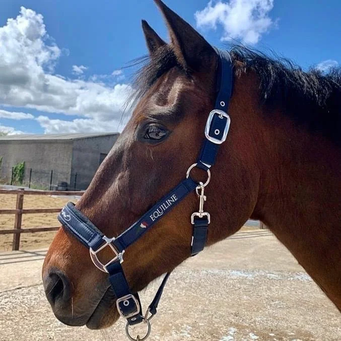 Equiline Timmy Halter
