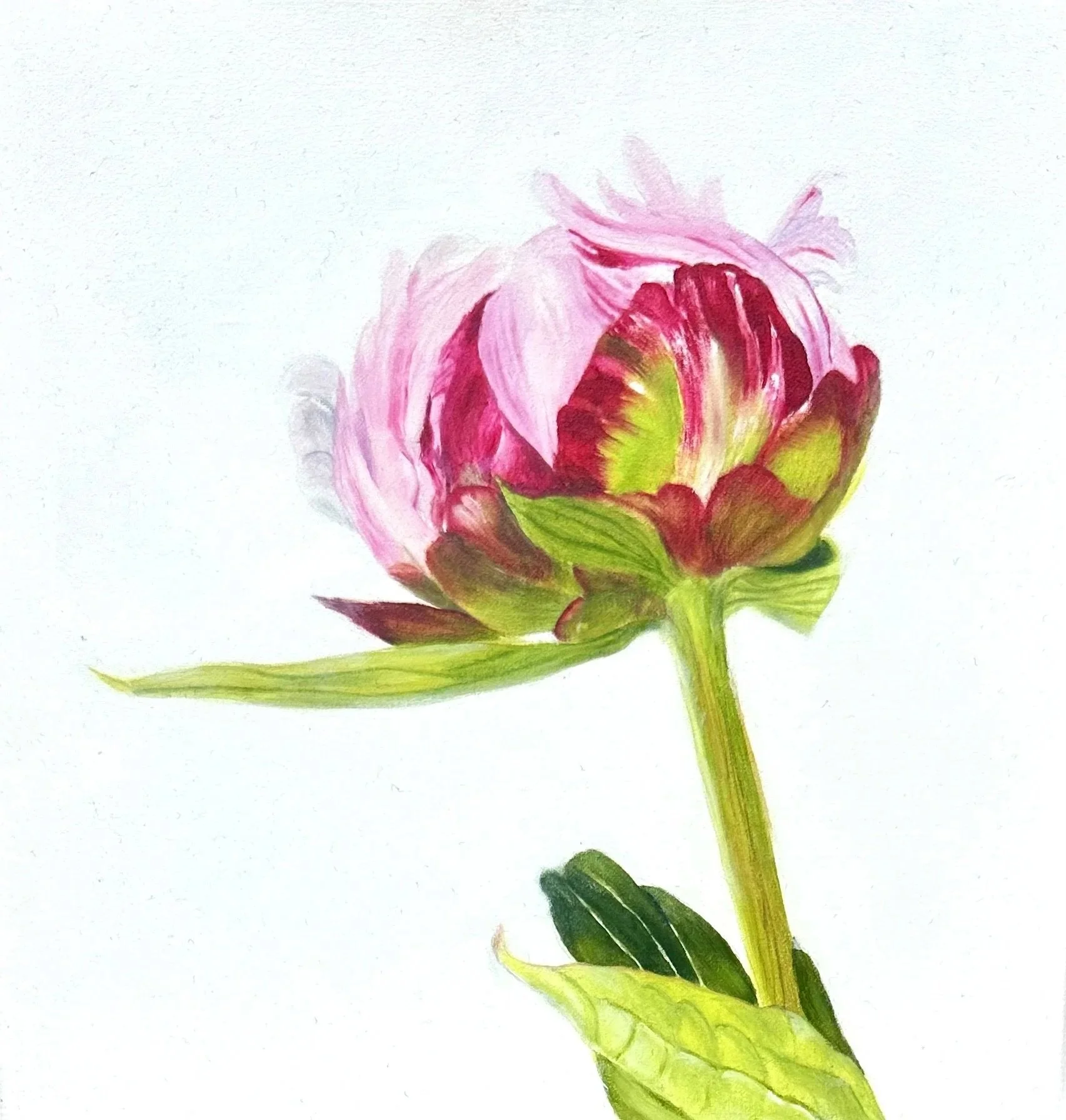 La pivoine
 Huile sur toile
 20x20 cm