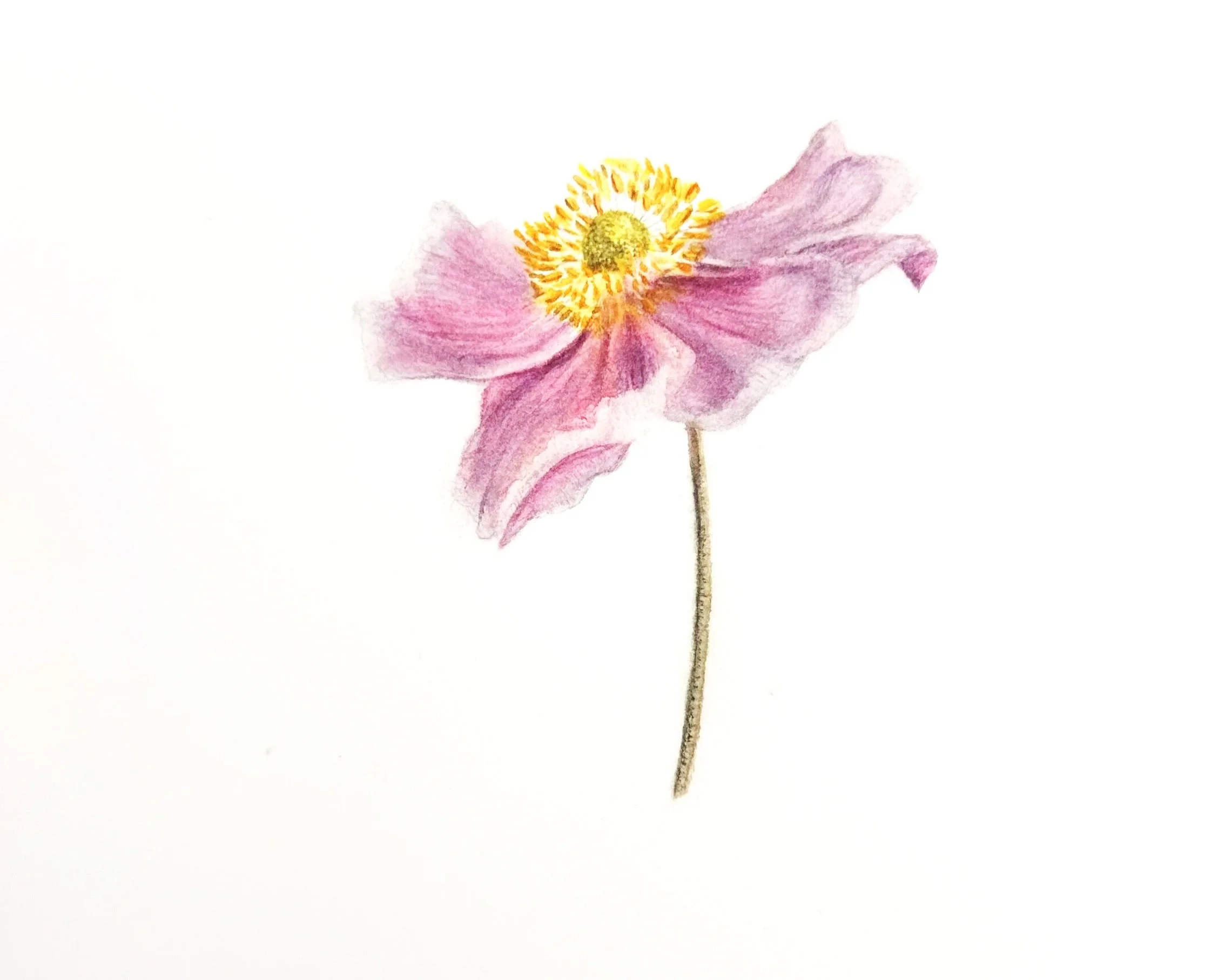 Anémone japonaise
 Aquarelle sur papier