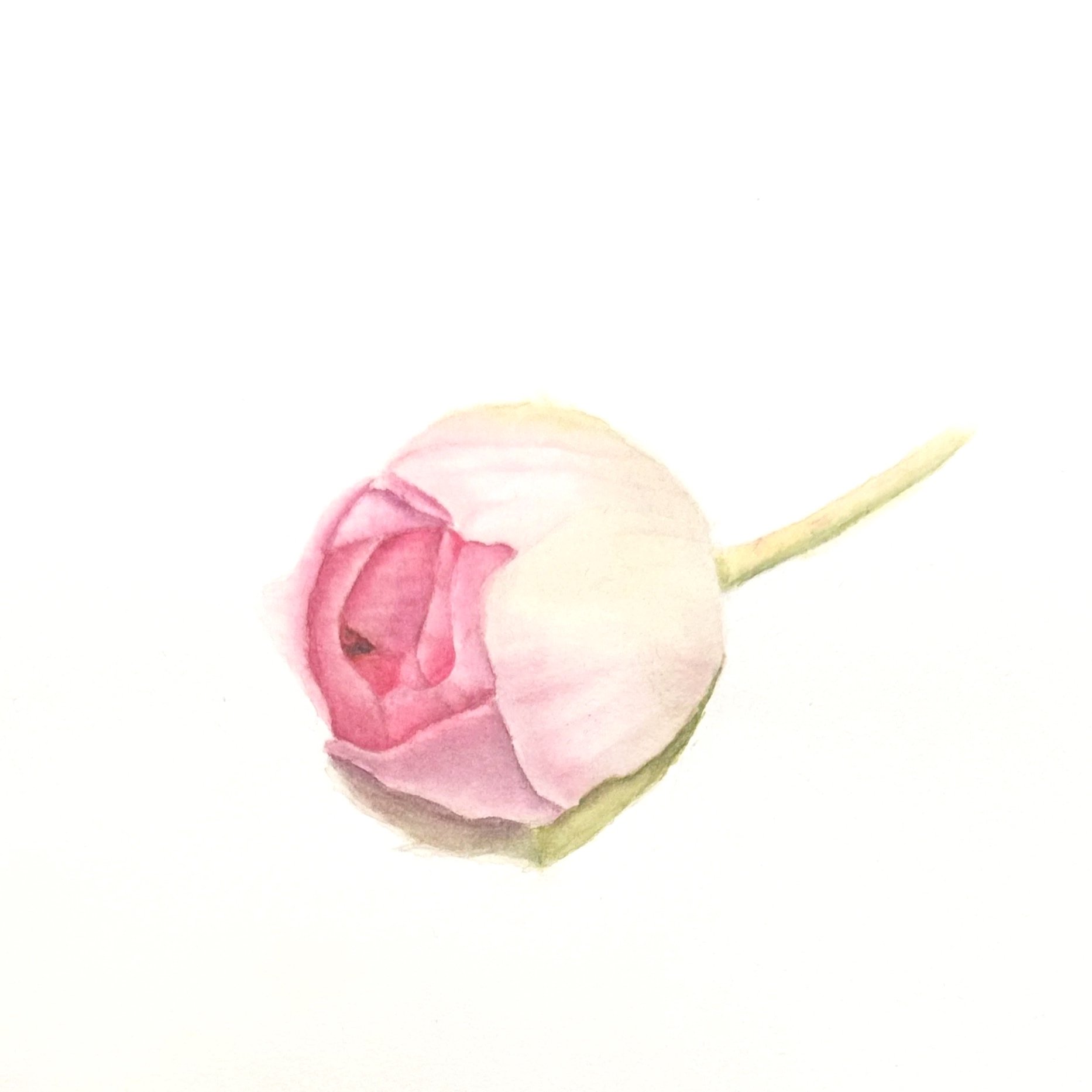 Le bouton de rose
 Aquarelle sur papief
 22x16 cm