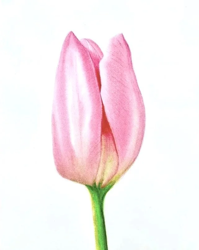 La tulipe rose
 Aquarelle sur papier
 31x23 cm