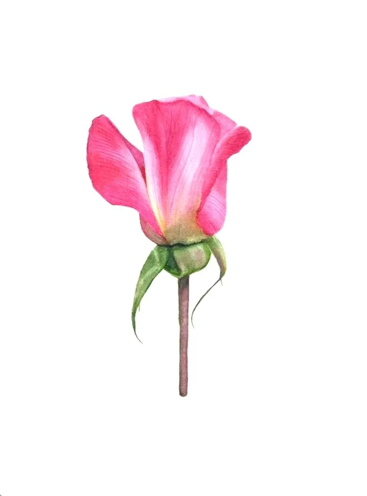 La rose rose
 Aquarelle sur papier
 31x23 cm
  non disponible