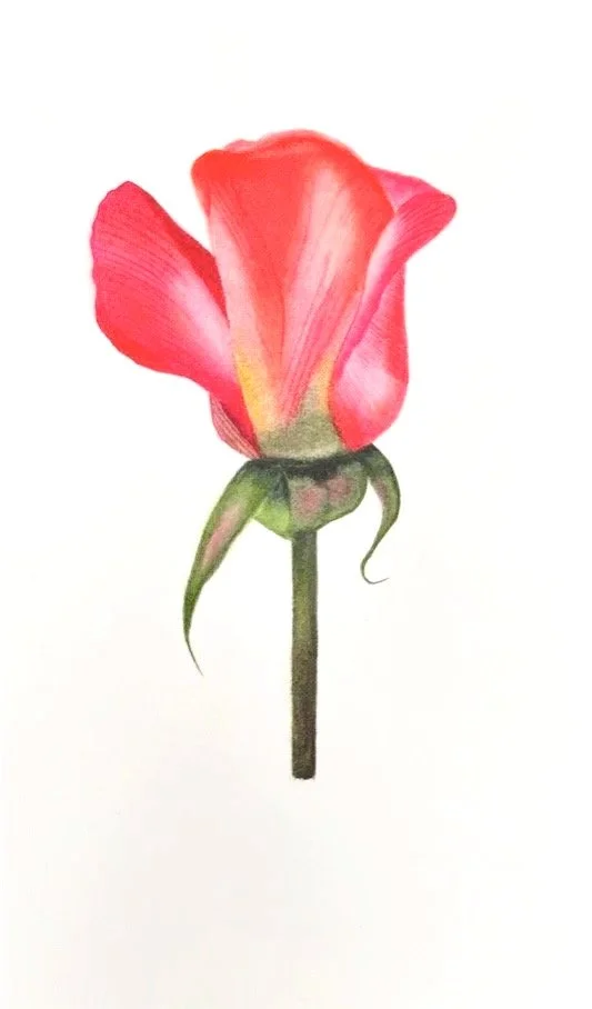 La rose corail
 Aquarelle sur papier
 31x23 cm