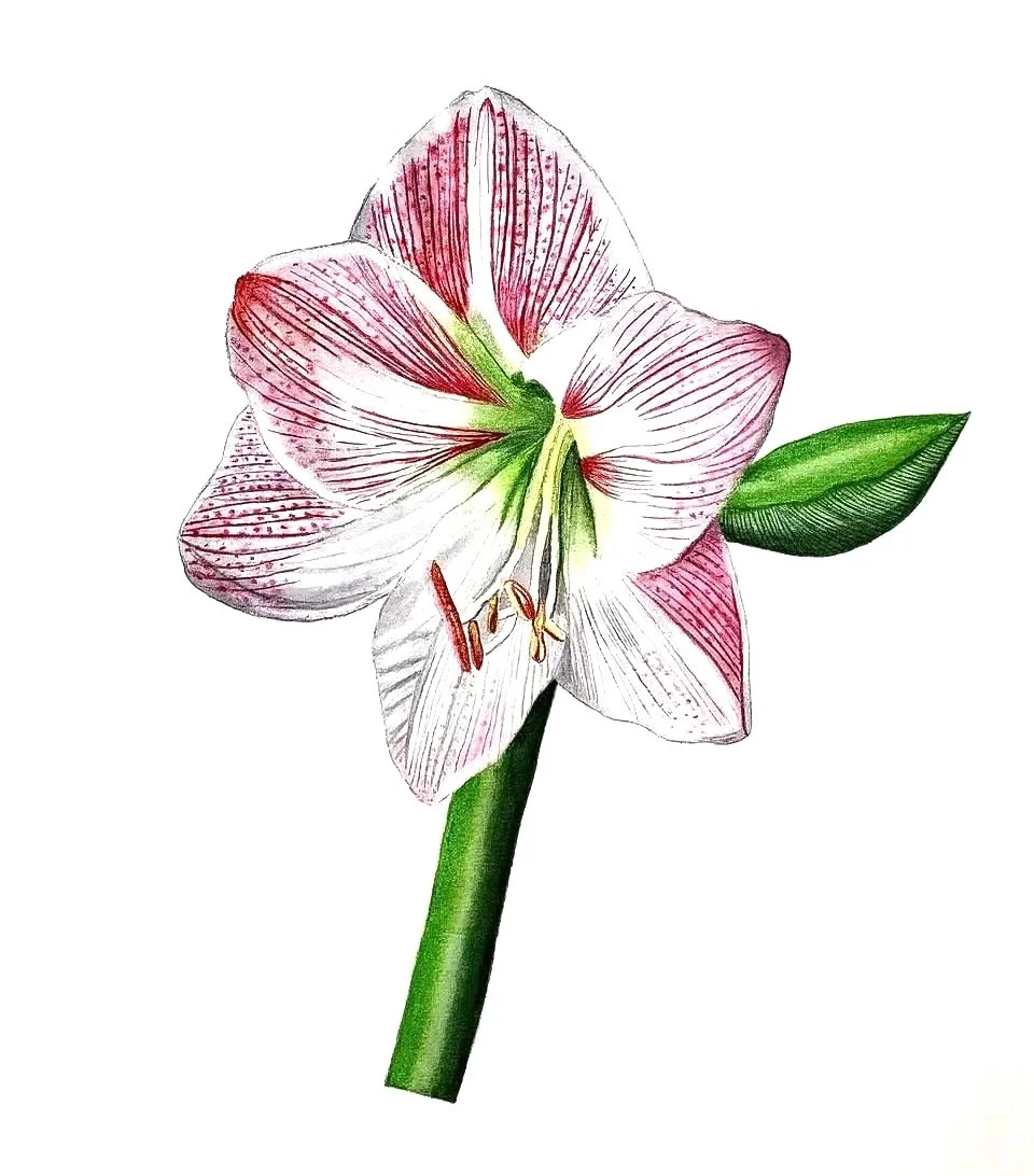 L'amaryllis 
 Aquarelle sur papier
 collection privée