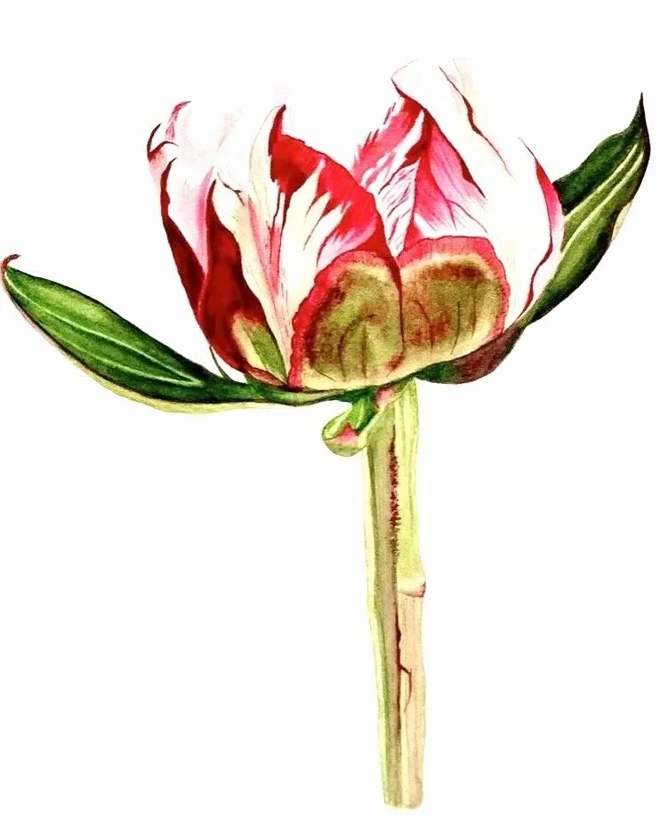 La pivoine
 Aquarelle sur papier
 Collection privée