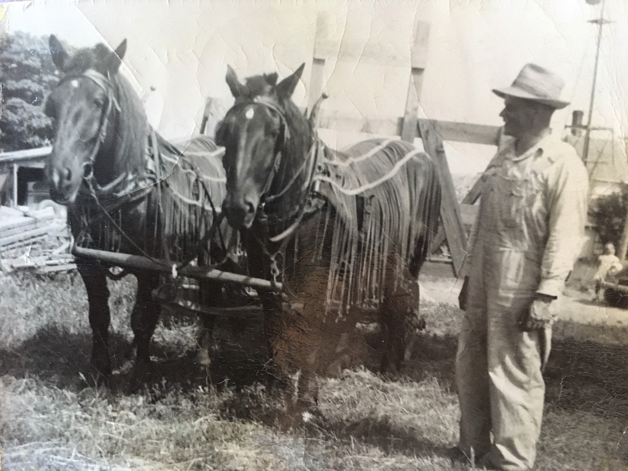 Grandpa on the farm with his team, Dick and Diamond, from the days when dad was still a kid living on the farm.