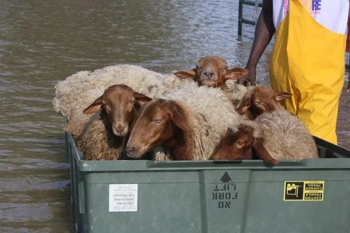 A re-purposed ammunition container used to rescue Tunis sheep during a flood event, 2007 or 2008. Volunteer Resa (Busy Bee) was proud of her discovery and how it eventually was used to help animals.