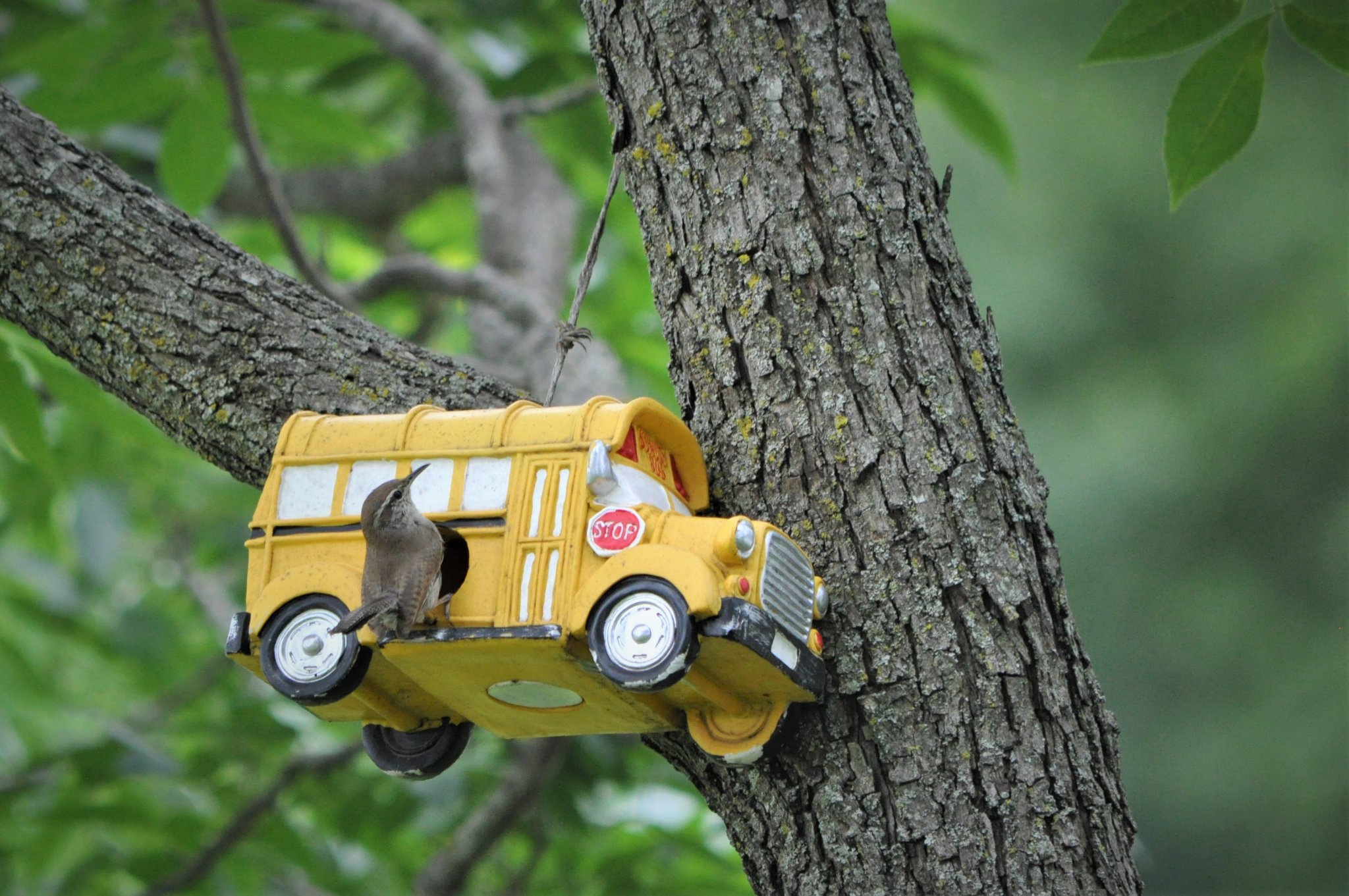 Even the wrens love a good school bus.