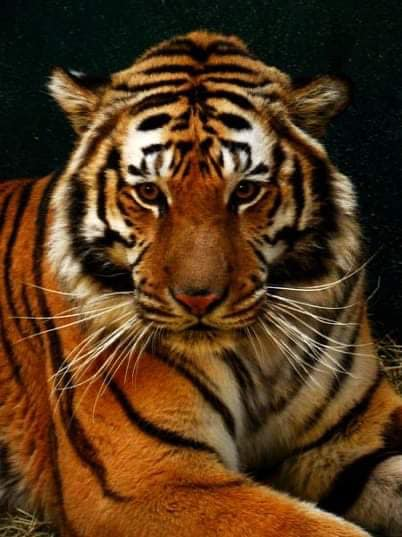 Hamilton the tiger, rescued from commercial use and poor care, Texas 2007