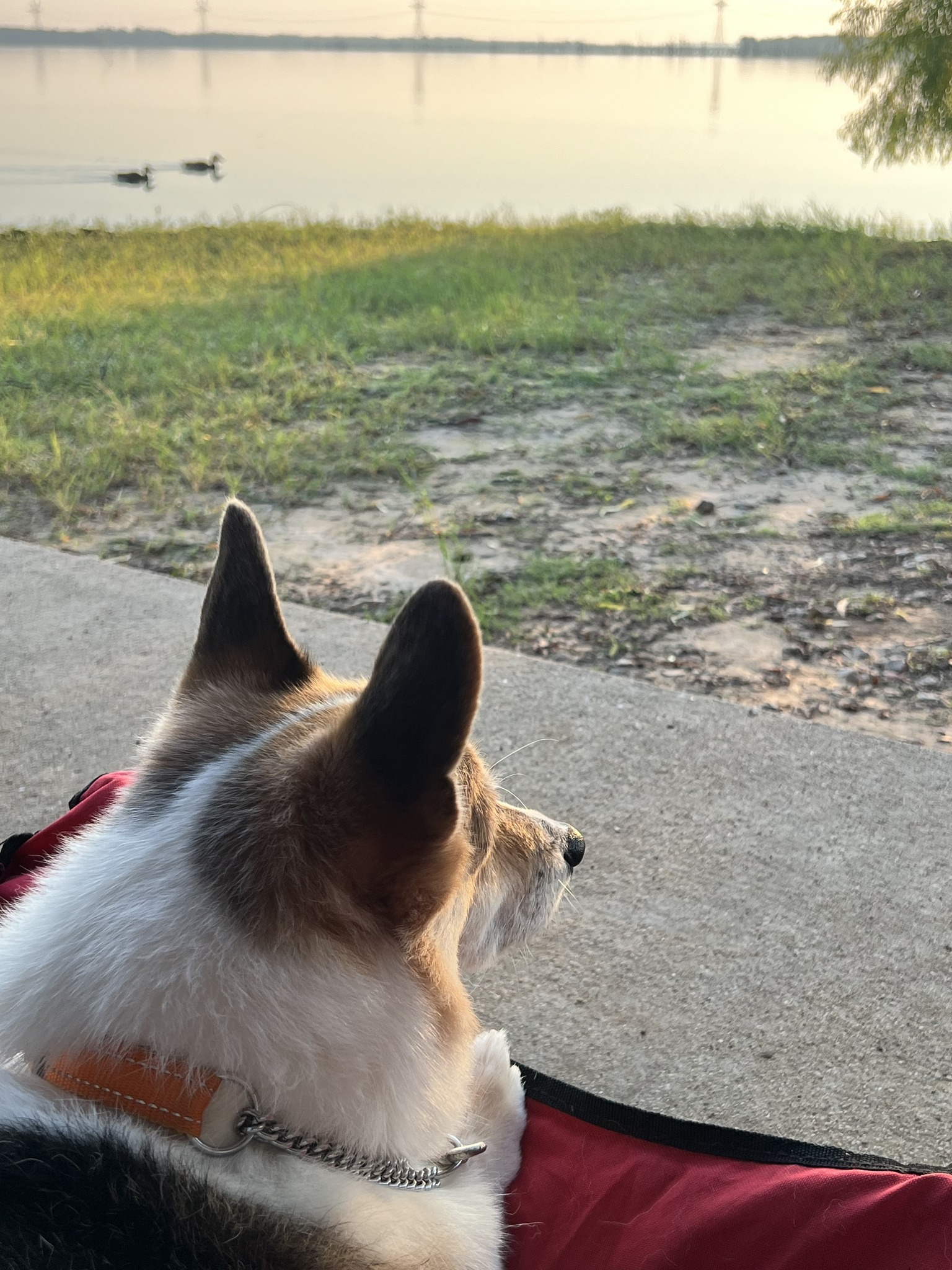 Just Dave, our last camping trip together. August 2024