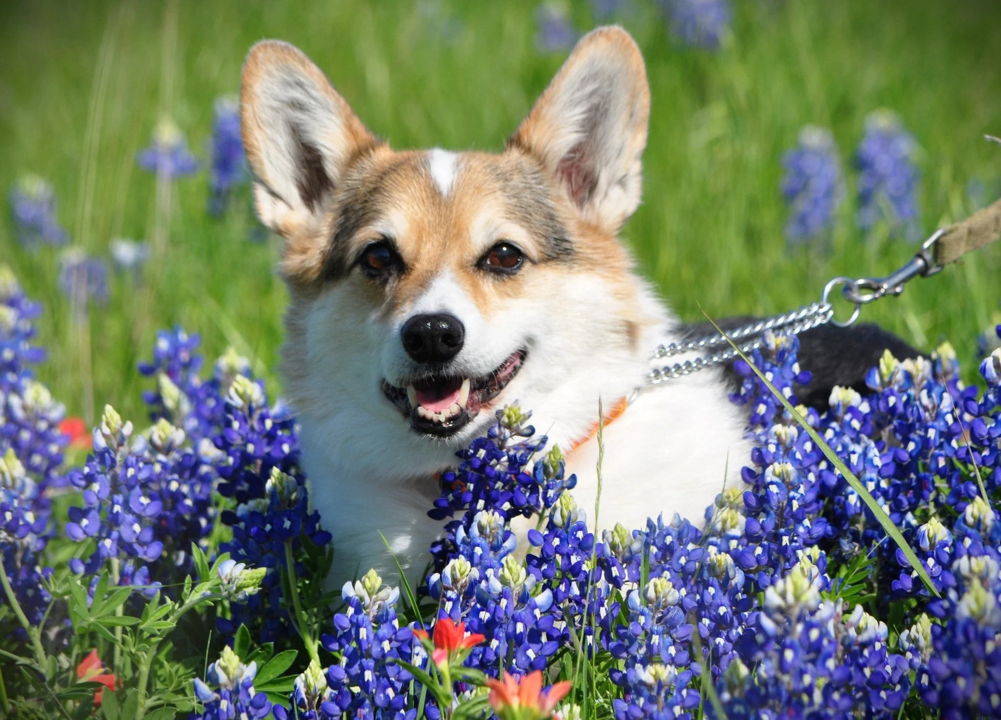 A happy mixed-breed dog with large ears and a white and brown coat lying in a colorful flower garden with purple and red flowers and green grass.