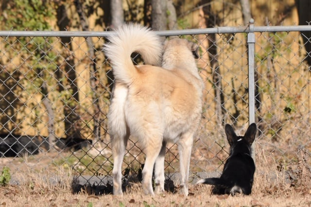 Gus and Archie. Pals