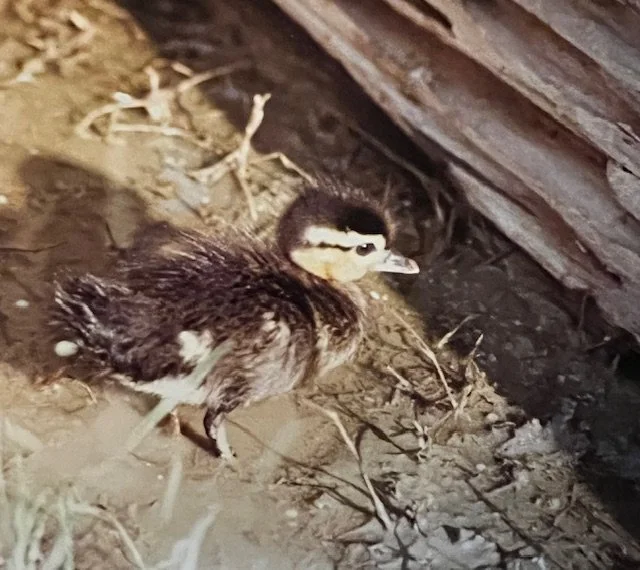 Within a few days of arriving at the shelter, We knew we would have to introduce her to as many natural elements as possible. We still needed to make sure we fed her enough, but this element of raising a wild duck was just as important as food.