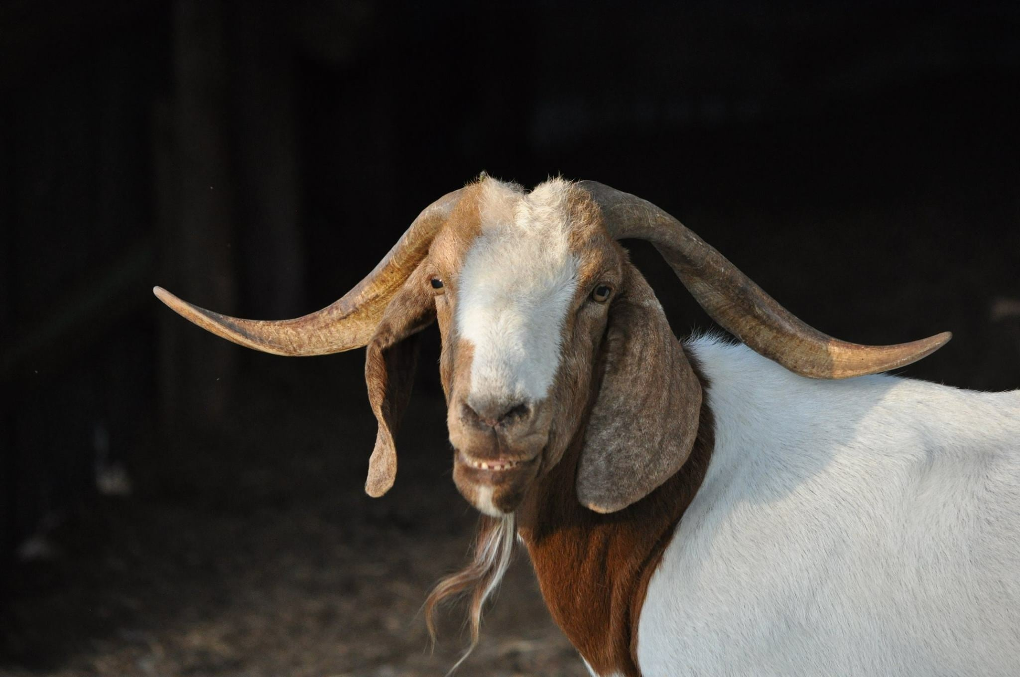One of the two "Granny Goats" with stories all their own. She was impressive in so many ways.