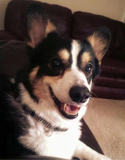 Bastille at his best and last home