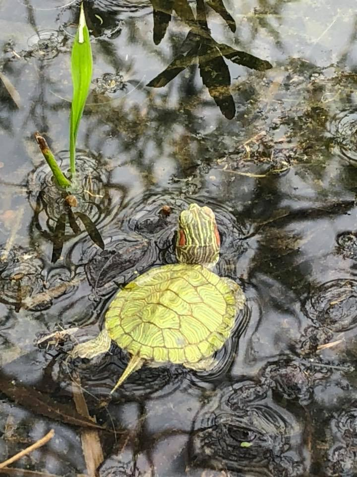 Tiny turtle rescue from the pool to the pond