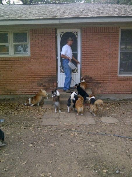 The Corgi Farm, early days. 2005 or 2006