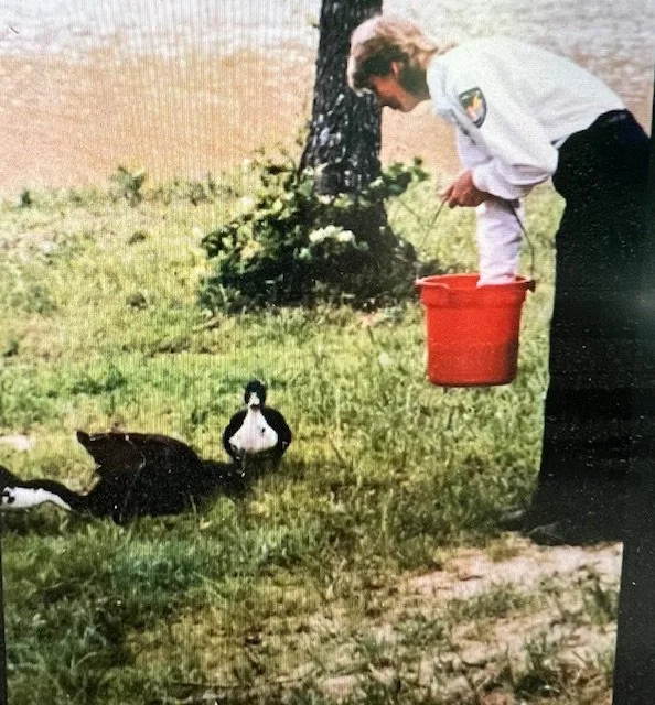 One of my first tasks at the first supervisor job was to "get rid of the ducks." I did not, but I did make friends with them and convinced them to disperse across town to other lakes and parks. Success.