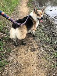 Never happier than when covered with mud