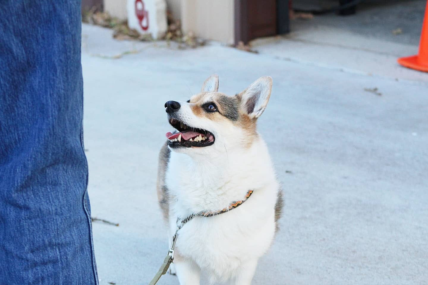Dave loved Scentwork class