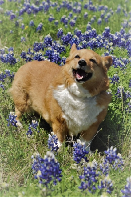 Sticklet, spring 2015