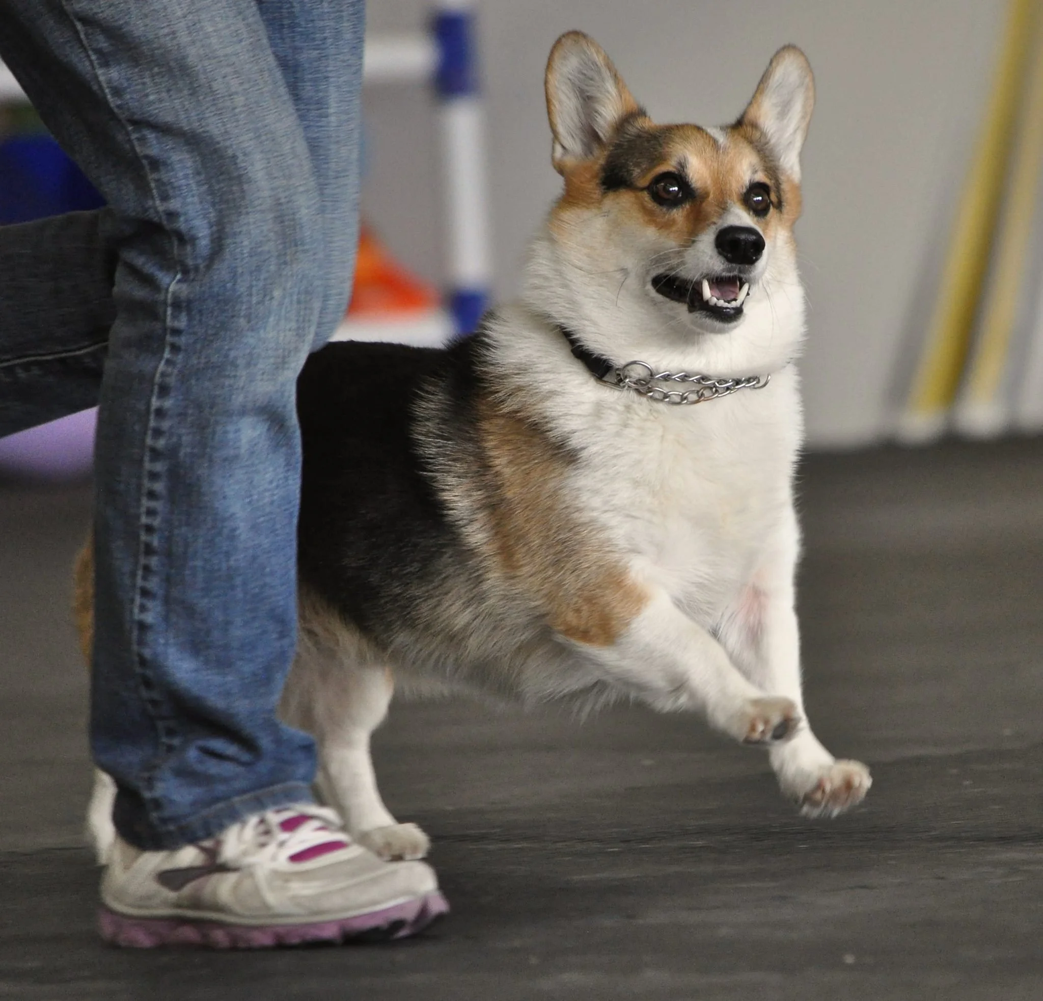 Dave at agility class, 2013