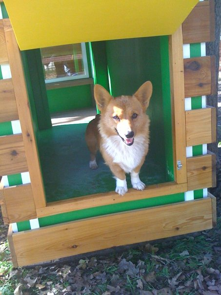The yellow doghouse where Sticklet found her joy again. October 2009