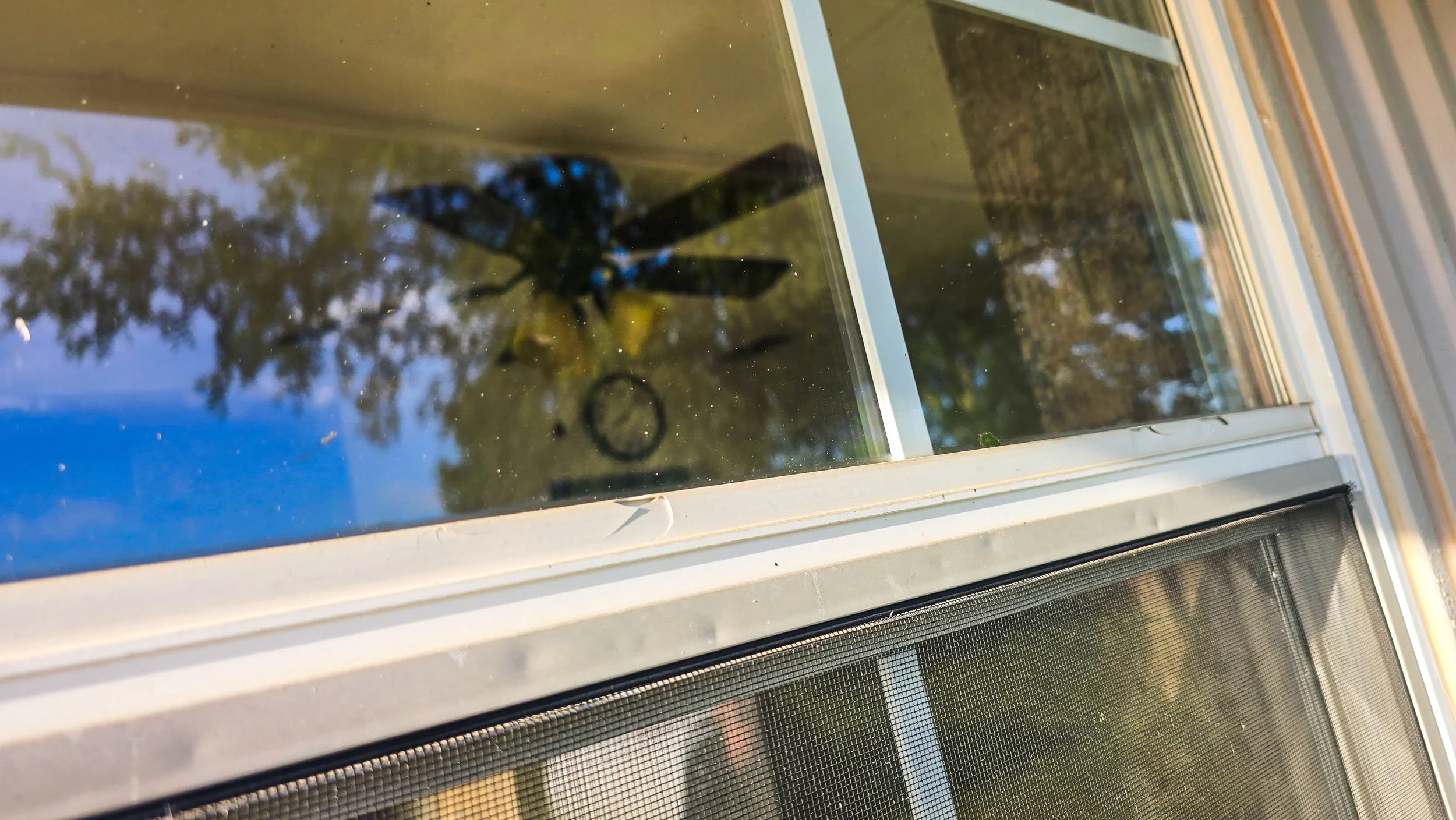 View of a black insect with blue spots on a window reflecting trees and sky, with a partial window frame and screen in the foreground.