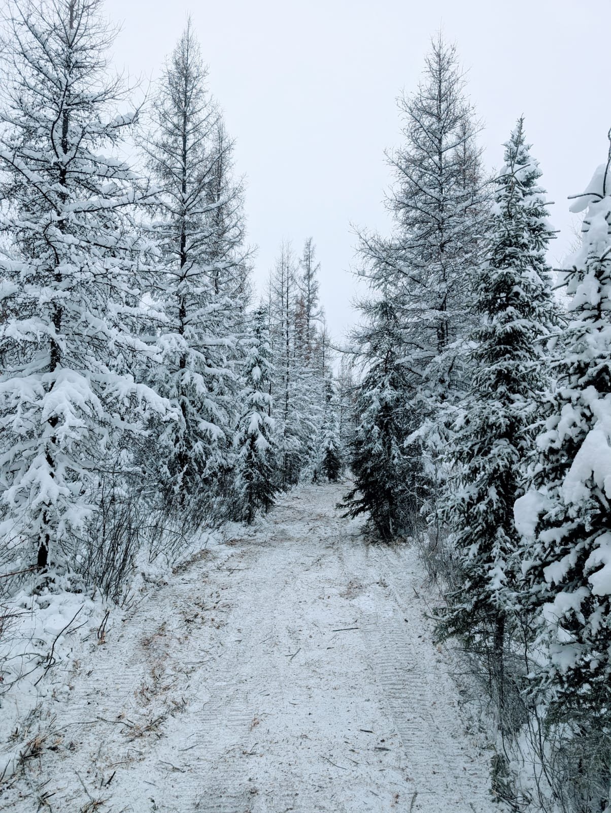 Snow-covered forest trail lined with tall, leafless and evergreen trees under a cloudy sky.