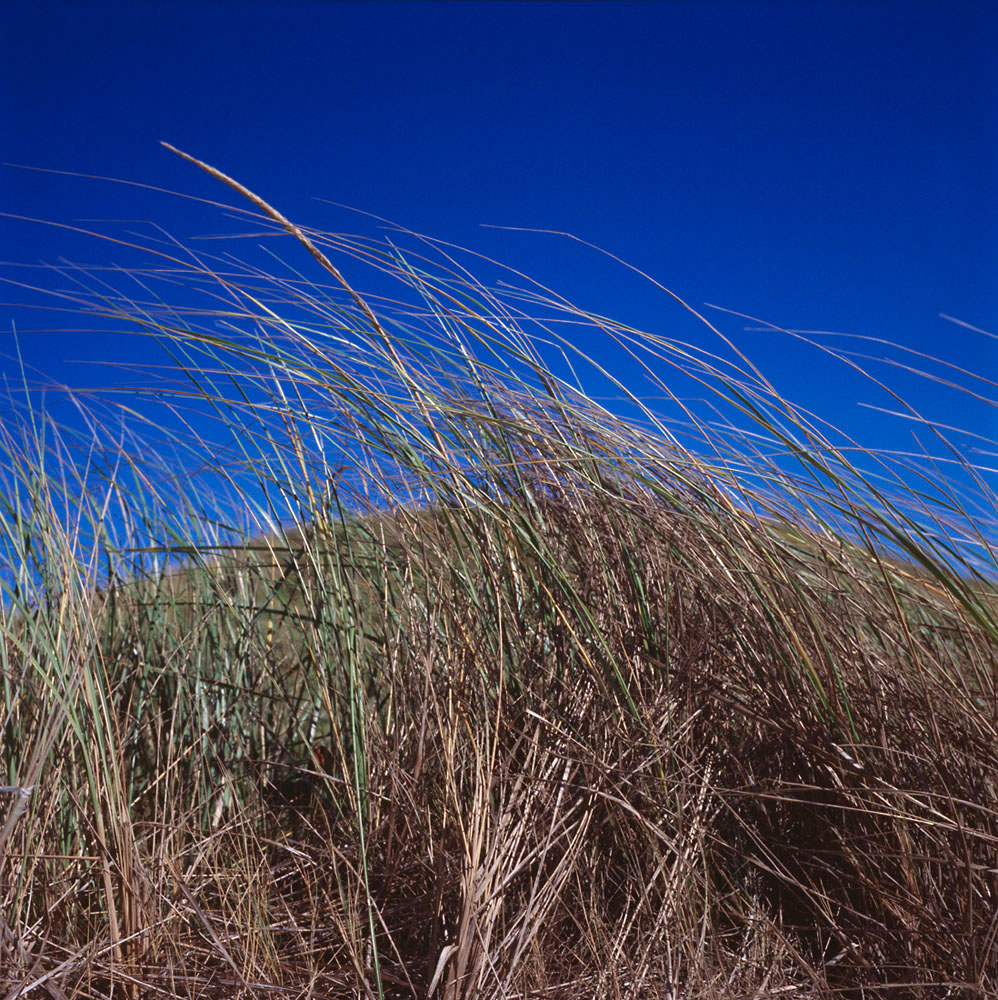2013_09_BeachGrassSky_LB.jpg