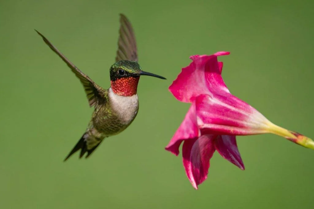 A hummingbird with green and red feathers feeding from a pink flower.