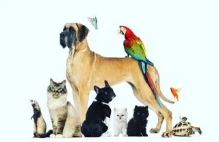 Blessing of the animals October 6th at 10AM at the outdoor chapel!