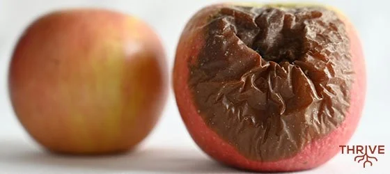 Finding Fruit: Keys to Getting the Right Mentor