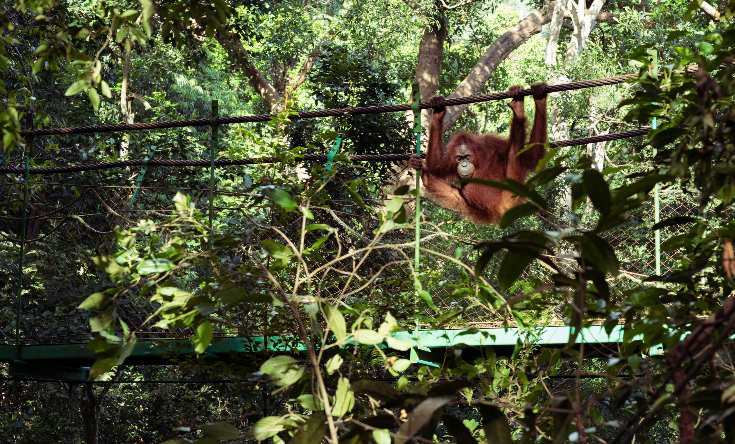 Sumatra - Gunung Leuser National park : a la rencontre des derniers orang-outans d’indonesie
