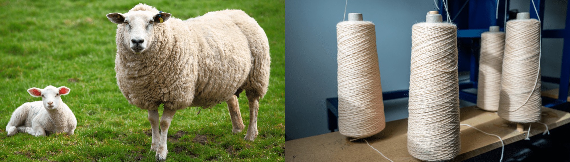 Sheep Wool Bards Clothing