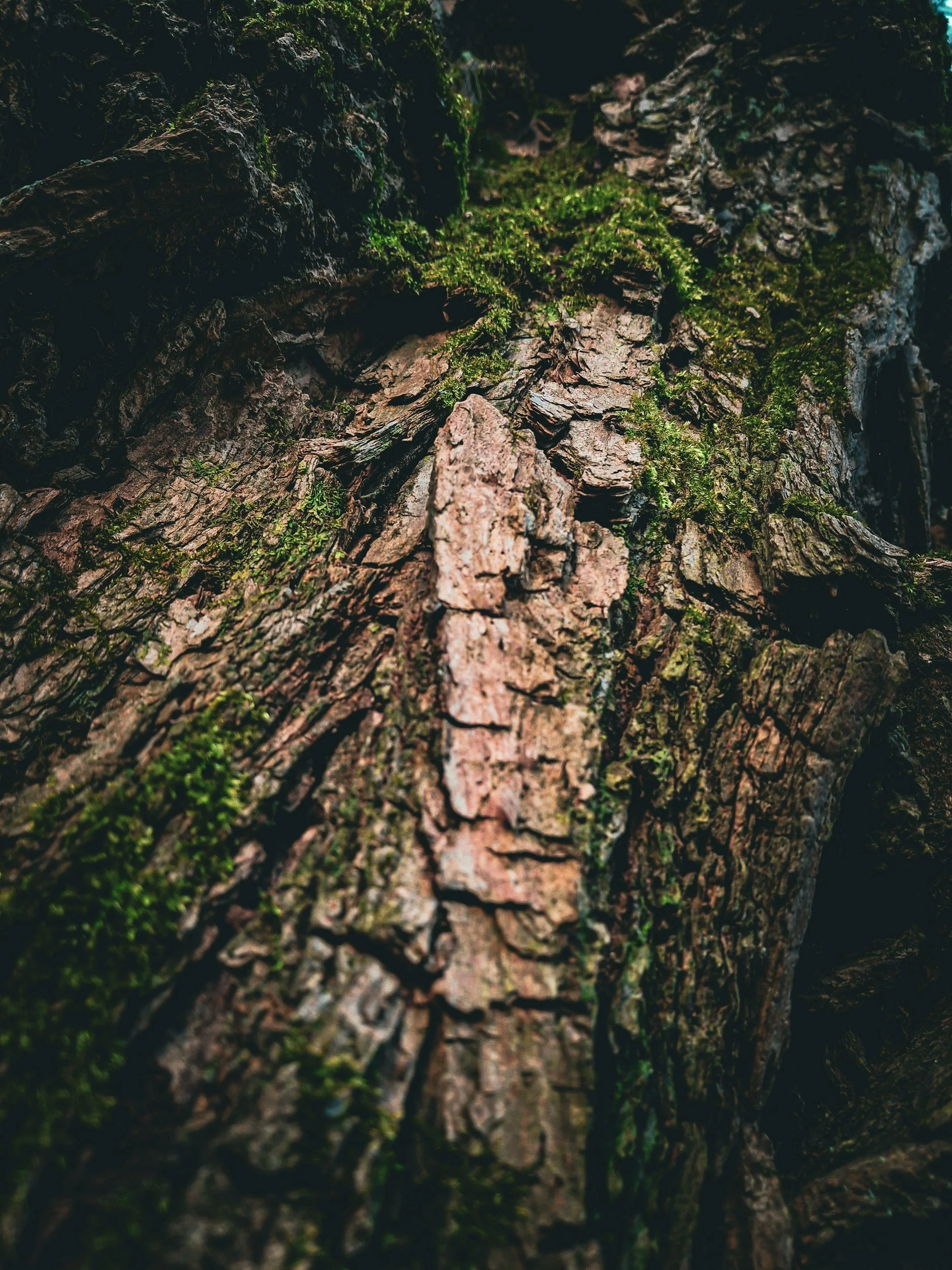 Close-up of tree bark with patches of green moss.