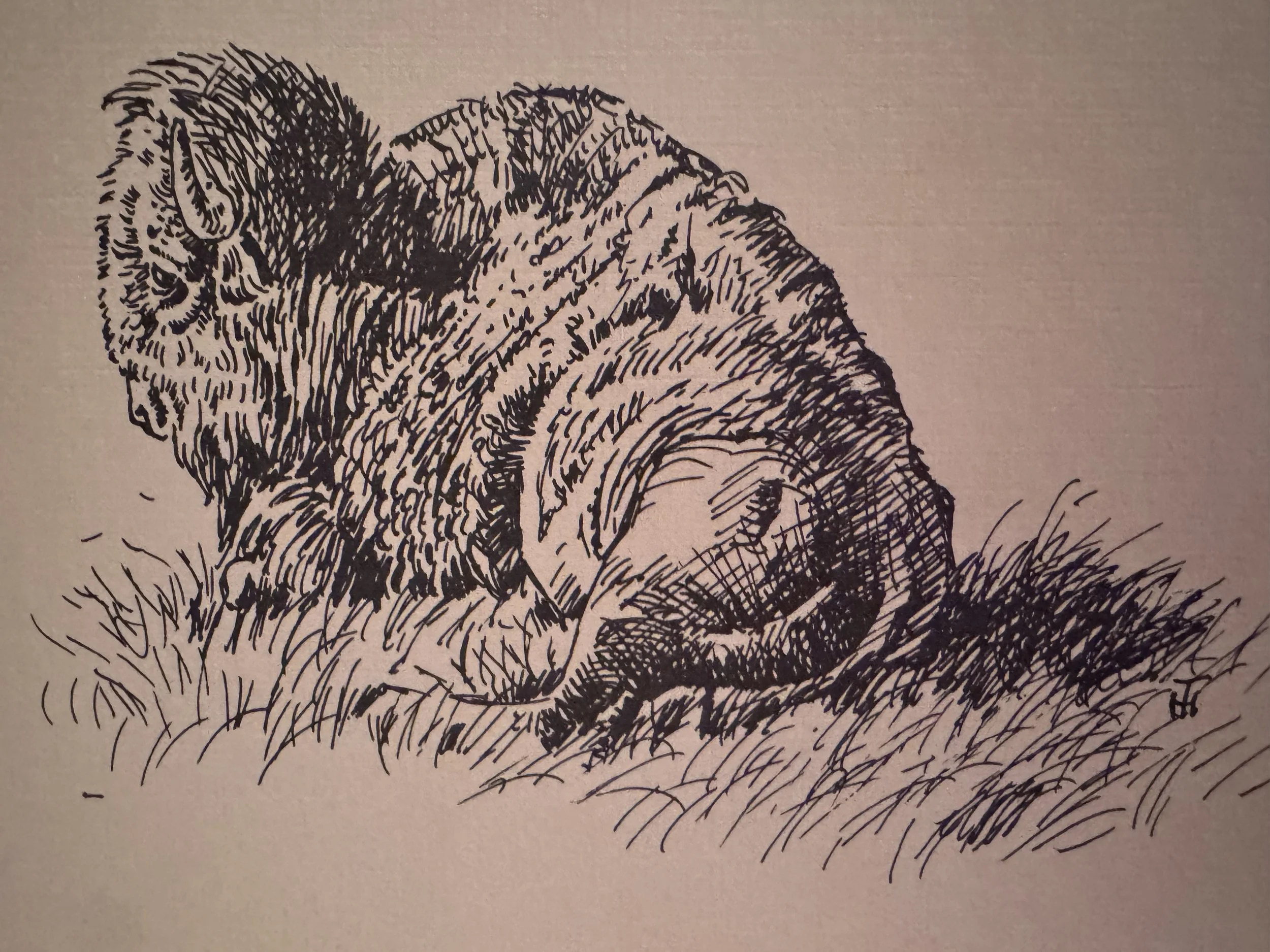 Reclining buffalo.jpg
