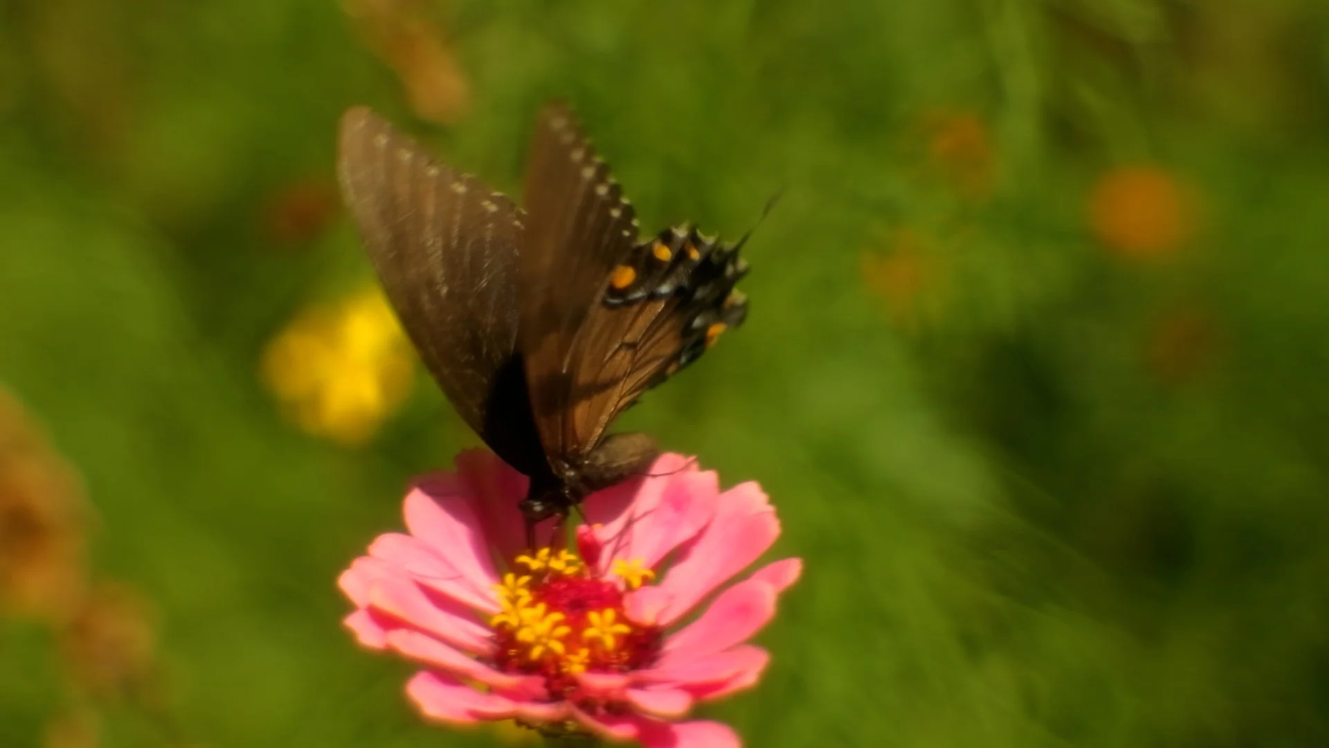 A Hundred Ball Jars.00_02_55_22.Still007.jpg