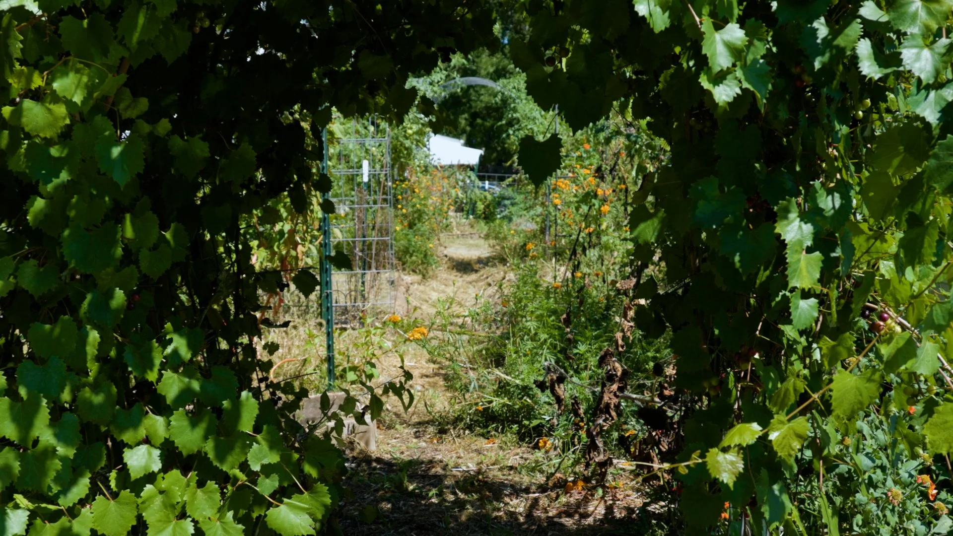 A Hundred Ball Jars.00_01_55_16.Still006.jpg