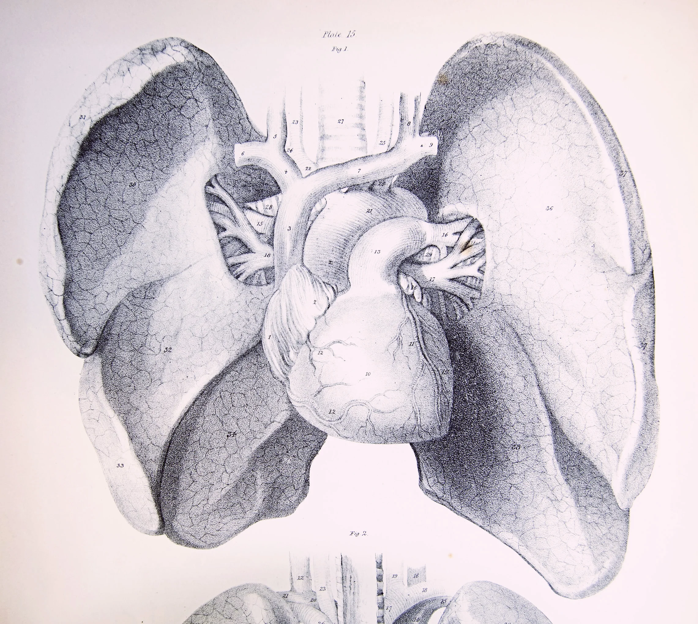 Illustration via University of Liverpool