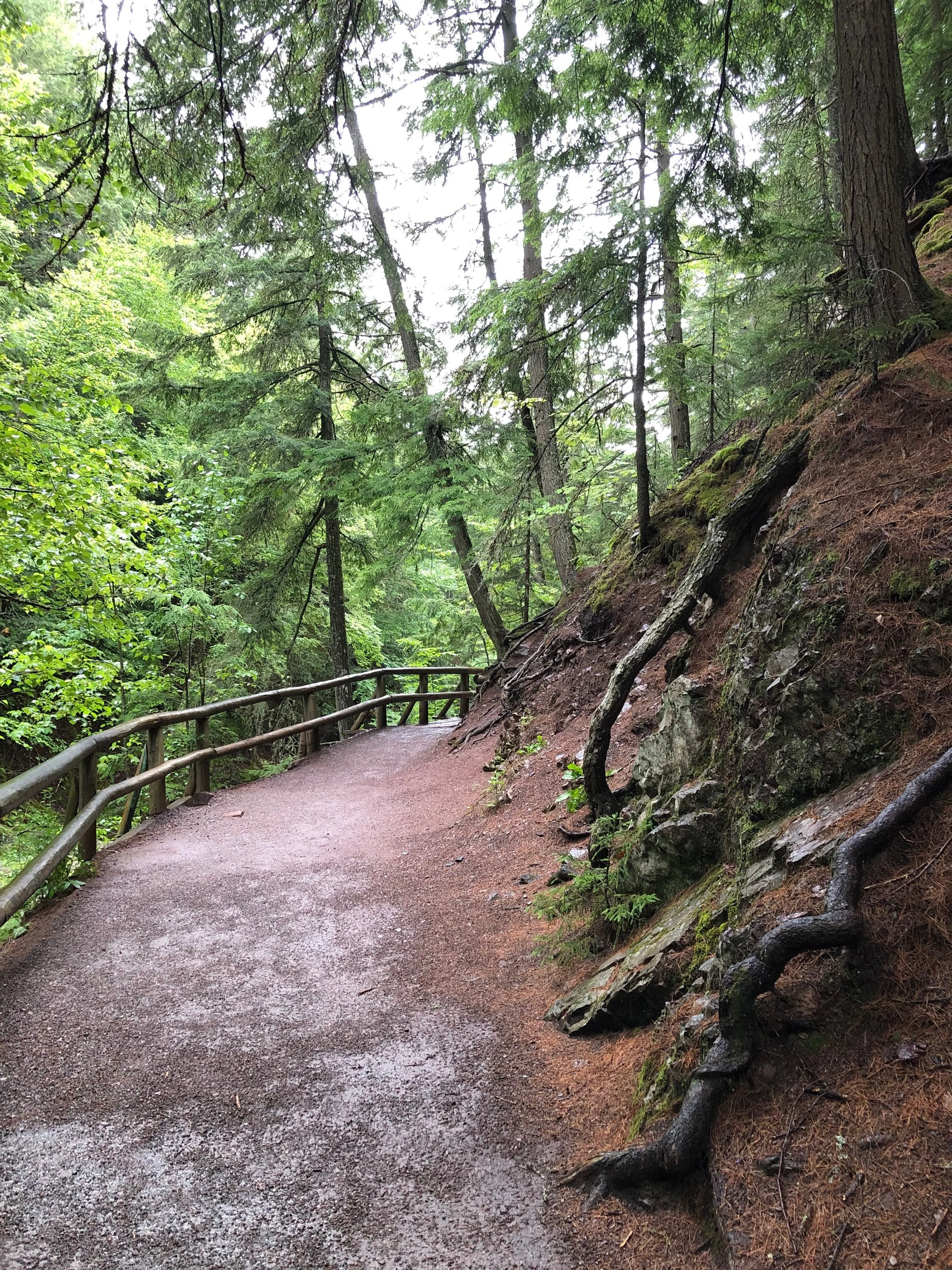 💚 ✨ Feel Good Thursday!

When I am Among the Trees, by Mary Oliver

When I am among the trees,
especially the willows and the honey locust,
equally the beech, the oaks and the pines,
they give off such hints of gladness.
I would almost say that they