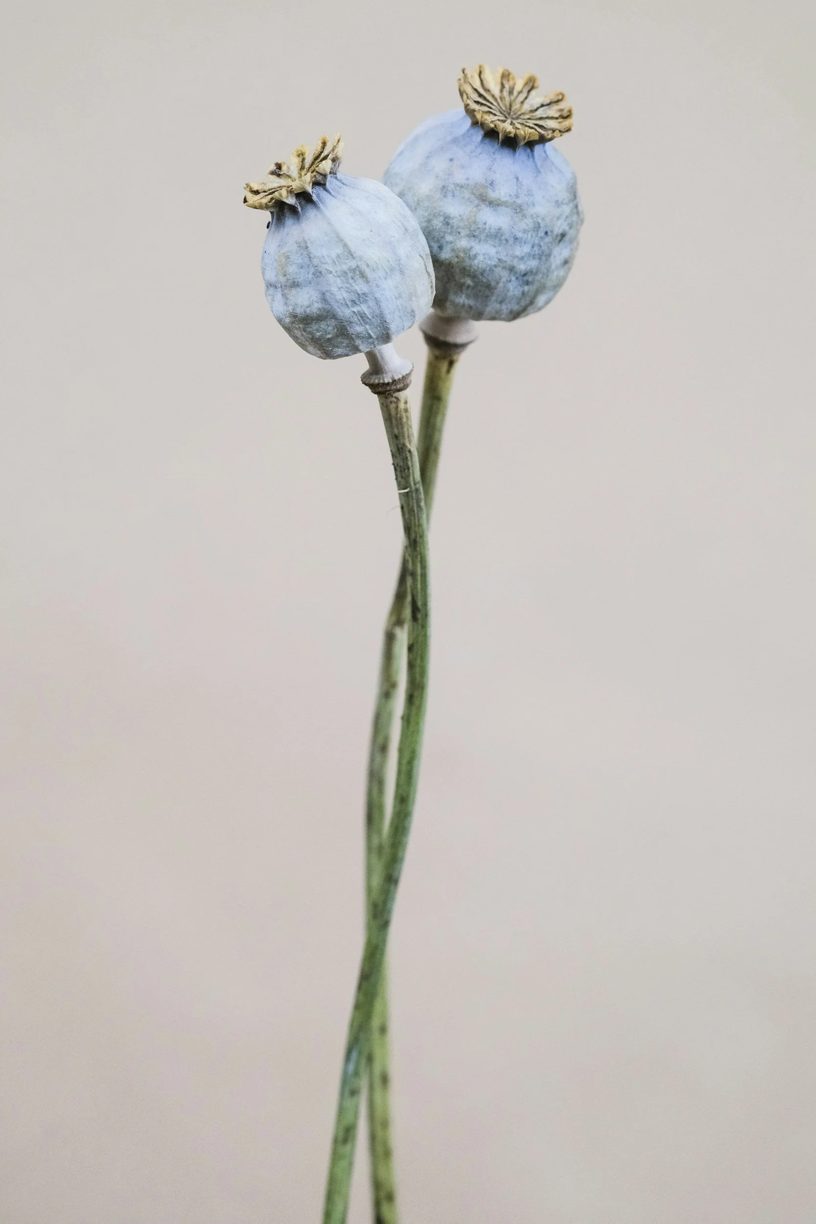 Two dried poppy seed pods on green stems against a plain, light-colored background.