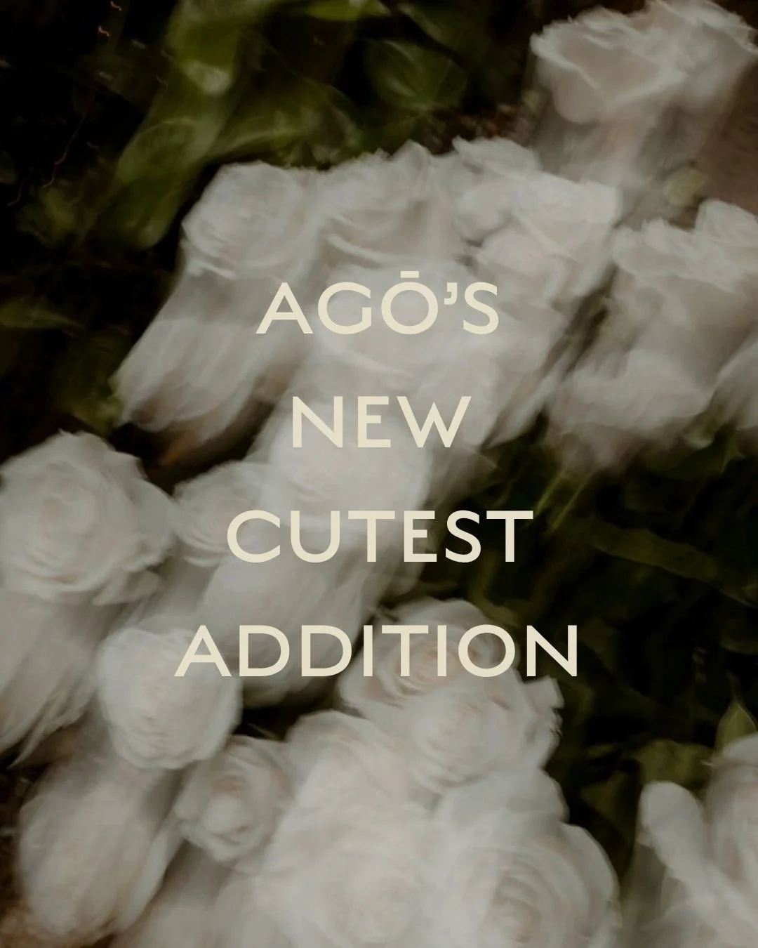 We&rsquo;ve been all waiting for this for such a long time and finally a very special package arrived to Agō🐣

Beyond excited to welcome Alix Catherine Caroline de Roos 🌹 Born on 25.05.26 in Barcelona. 

Agnes and Alix are doing great and are takin