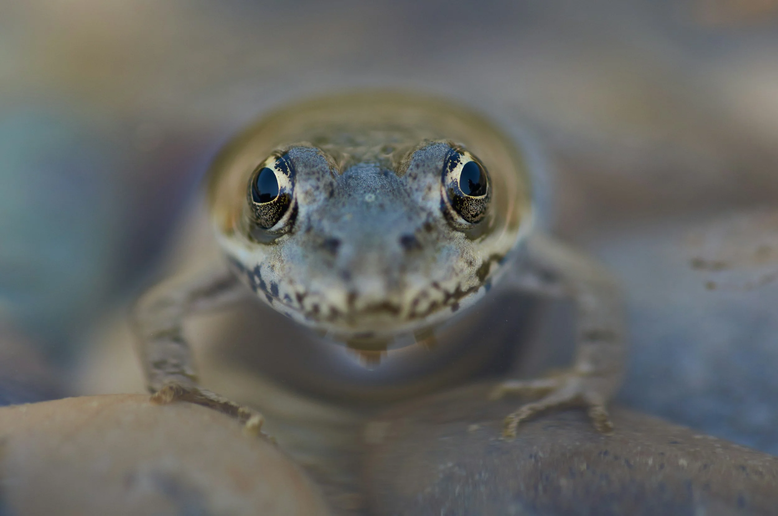 Eye of Newt: Unraveling the Secrets Hidden in an Ancient Name