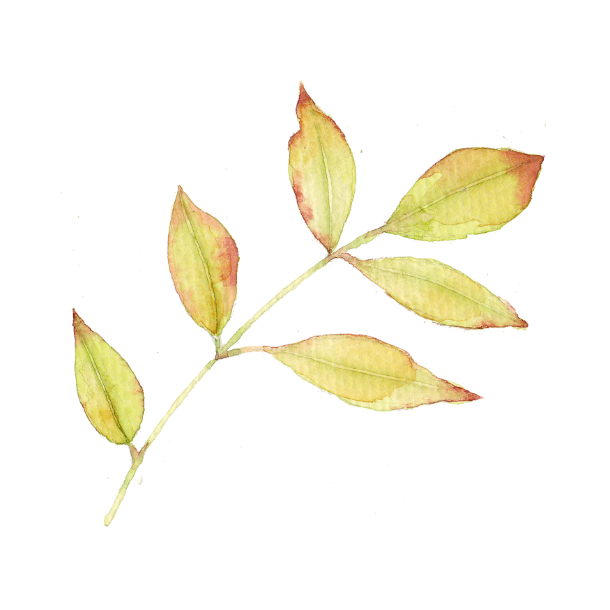 A small decorative plant icon 2.