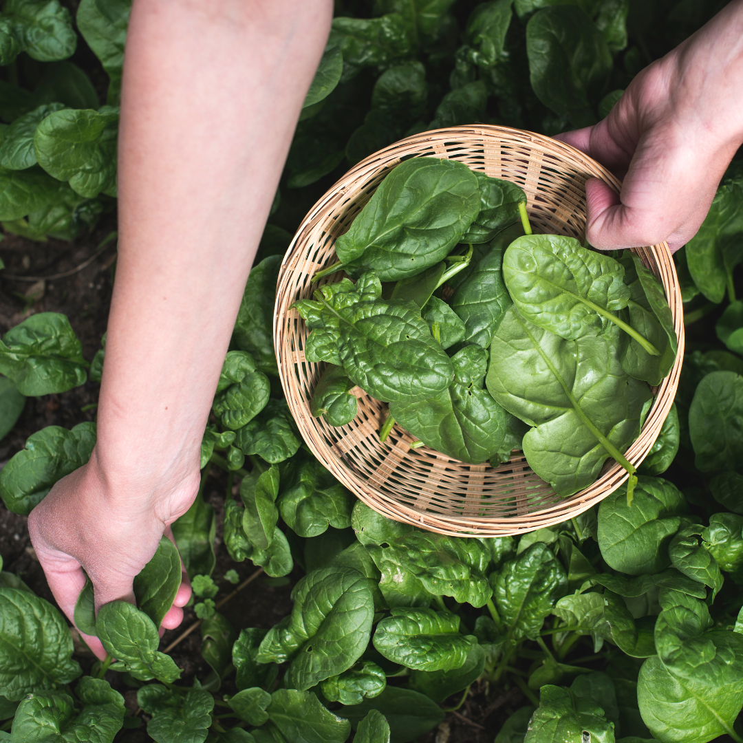 a person picking fresh herbs from a small garden.