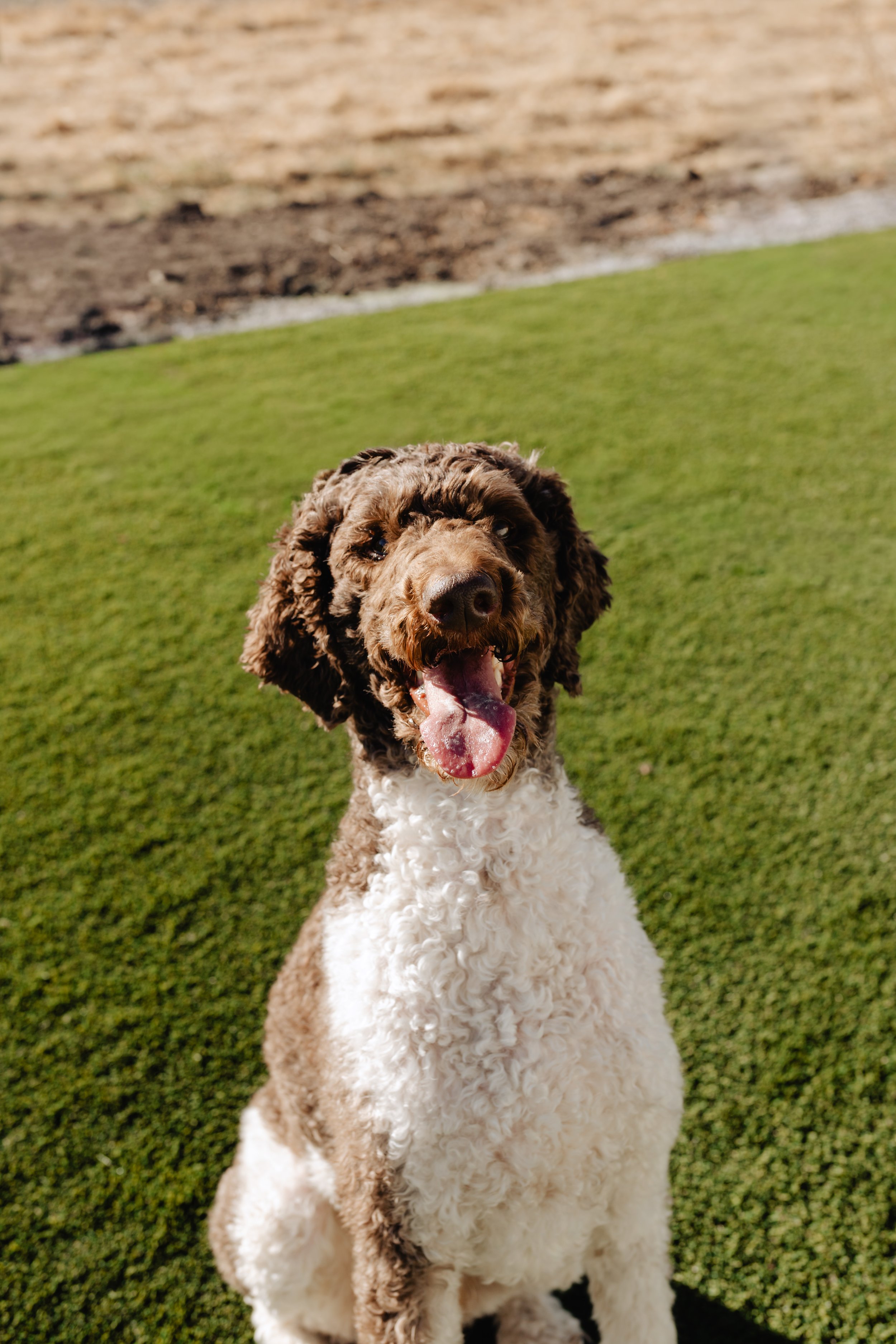 A happy brown and white curly-haired dog sitting on lush green grass, panting with its tongue out.