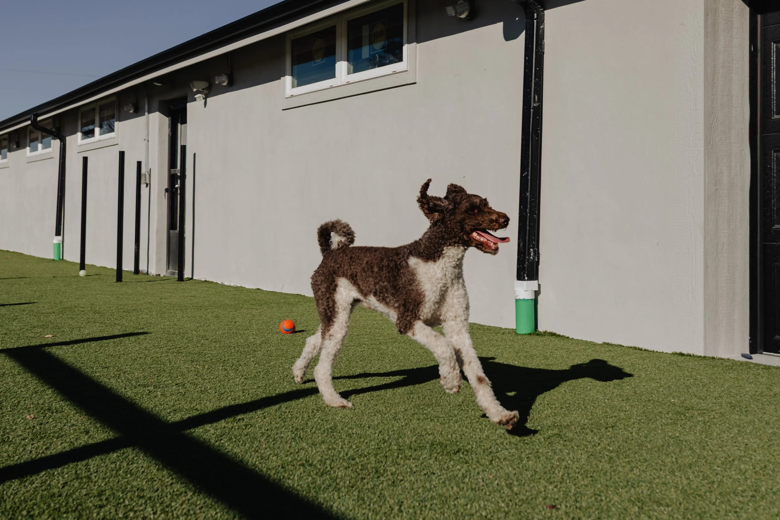A brown and white curly-haired dog running on green turf outside a gray building with a playful expression, near a small orange and blue ball.